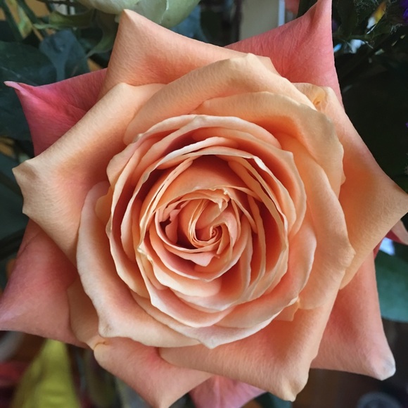 Meet your Posher, Terry - Picture 2 of 2